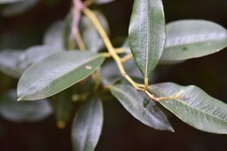 Agarista salicifolia - Bois de rempart (détail feuilles) ERICACEAE - Indigène Réunion -  MAB_7370