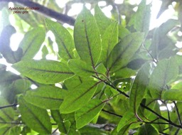 Apodytes dimidiata. peau gris ;icacinaceae.indigène Réunion.P1770826