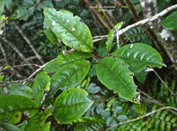 Apodytes dimidiata. peau gris .icacinaceae. indigène Réunion.P1770925