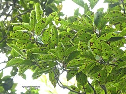 Apodytes dimidiata .peau gris .icacinaceae.indigène Réunion.P1770926