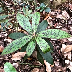 Badula barthesia. bois de savon .bois de pintade.(jeune plant ) myrsinaceae.endémique Réunion. IMG_7141