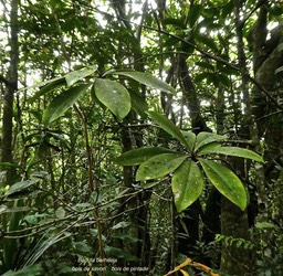 Badula barthesia .bois de savon .bois de pintade .myrsinaceae.endémique Réunion.P1770808