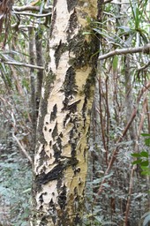 Calophylum tacamahaca (détails du tronc) - Takamaka des hauts - CLUSIACEAE - Endémique Réunion, Maurice - MAB_7425