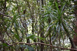 Dracaena reflexa - Bois de chandelle - ASPARAGACEAE - Indigène Réunion - MAB_7433