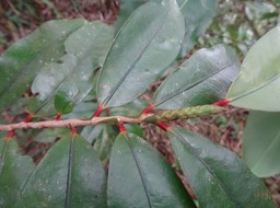 Erythroxylon laurifolium - Bois de rongue - ERYTHROXYLACEAE - Endémique Réunion, Maurice - DSC01184