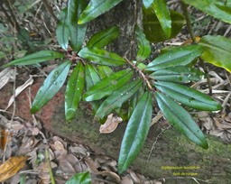 Erythroxylum laurifolium. bois de rongue. erythroxylaceae.endémique Réunion Maurice .P1770804