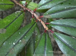 Erythroxylum laurifolium. bois de rongue. erythroxylaceae. endémique Réunion Maurice .P1770805