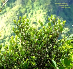 Fernelia buxifolia. bois de balai.bois de buis.rubiaceae.endémique Mascareignes.P1770605