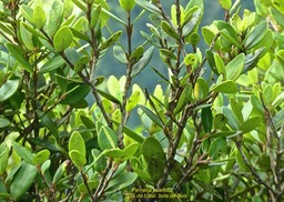 Fernelia buxifolia.bois de balai.bois de buis.rubiaceae. endémique Mascareignes.P1770600