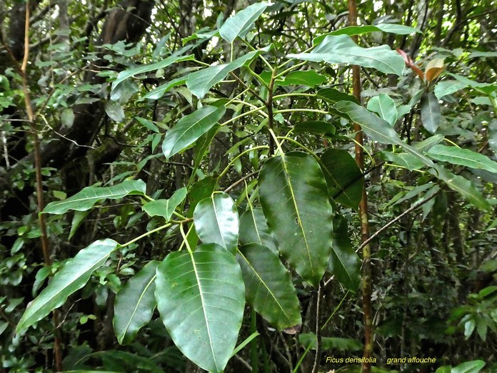 Ficus densifolia .grand affouche . moraceae.endémique Réunion Maurice .P1770783