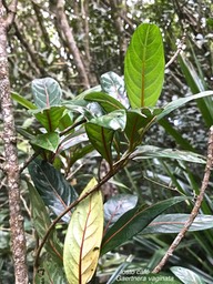 Gaertnera vaginata .losto café .ruiaceae.endémique Réunion.IMG_7119