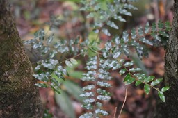 Grangeria borbonica - Bois de punaise - CHRYSOBALANACEAE - Endémique Réunion, Maurice - MAB_7393