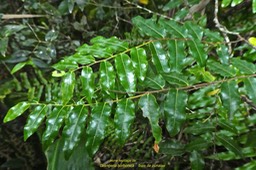 Grangeria borbonica . bois de punaise. chrysobalanaceae. endémique Réunion Maurice.P1770940