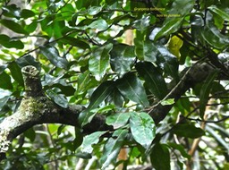 Grangeria borbonica.bois de punaise.chrysobalanaceae. endémique Réunion Maurice.P1770891