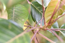 Hancea integrifolia - Bois de perroquet (inflorescence mâle) - EUPHORBIACEAE - Endémique Réunion, Maurice -  MAB_7380