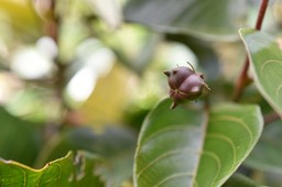 Hancea integrifolia - Bois de perroquet (fruit) - EUPHORBIACEAE - Endémique Réunion, Maurice - MAB_7381
