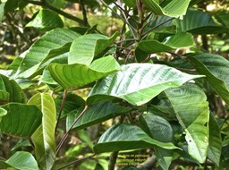 Hancea integrifolia. Cordemoya integrifolia. bois de perroquet.euphorbiaceae.endémique Réunion Maurice.P1770630
