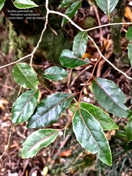 Homalium paniculatum. corce blanc.bois de bassin.(feuilles juveniles .salicaceae.endémique Réunion Maurice.IMG_7174