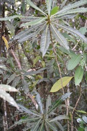 Hugonia serrata - Liane de clef - LINACEAE - Endémique Réunion, Maurice - MAB_7460