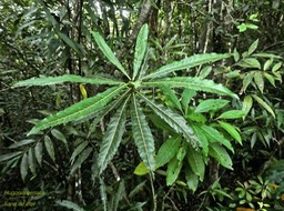 Hugonia serrata. liane de clef. liane papangue. linaceae.endémique Réunion Maurice.P1770979