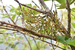 Korthalsella opuntia - Chourichaude - SANTALACEAE - Indigène Réunion - MAB_7409