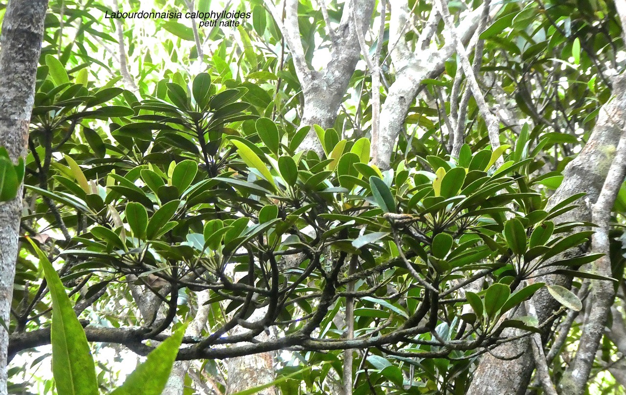 Labourdonnaisia calophylloides.petit natte .sapotaceae .endémique Réunion Maurice.P1770733