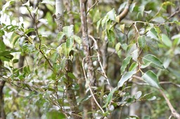 Maillardia borbonica - Bois de maman - MORACEAE - Endémique Réunion - MAB_7416