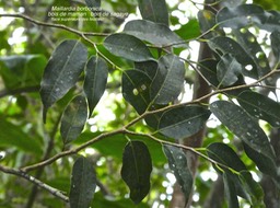 Maillardia borbonica. bois de maman.bois de sagaye.moraceae.endémique Réunion.P1770875
