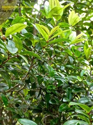 Memecylon confusum .bois de balai.melastomataceae.endémique Réunion.P1770614
