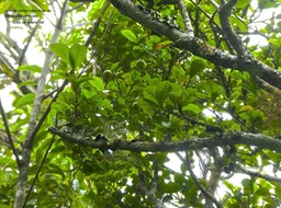 Myonima obovata .bois de prune rat. rubiaceae. endémique Réunion Maurice .P1770903