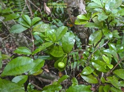 Myonima obovata.bois de prune rat.rubiaceae.endémique Réunion Maurice.P1770918
