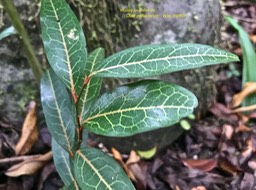 Olax psittacorum.bois d'effort.olacaceae. endémique Réunion Maurice.IMG_7161