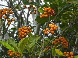 Pittosporum senacia . bois de joli coeur .Pittosporaceae. indigène Réunion.P1780002