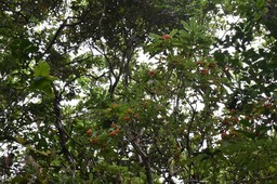 Pittosporum senecia - Bois de joli coeur - PITTOSPORACEAE - Endémique Réunion - MAB_7443