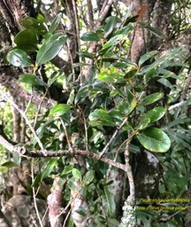 Pleurostylia pachyphloea. bois d'olive grosse peau. celastraceae.endémique Réunion. IMG_7143