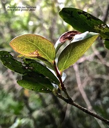 Pleurostylia pachyphloea.bois d'olive grosse peau;celastraceae.endémique Réunion.IMG_7152