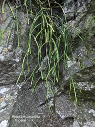 Rhipsalis baccifera .la perle .cataceae.indigène Réunion .P1770975