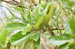 Secamone volubilis - Liane Bois d'olive - APOCYNACEAE - Endémique Réunion, Maurice - MAB_7411