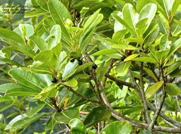 Sideroxylon borbonicum .bois de fer bâtard.natte coudine .(avec fruits à différents degrés de maturité) sapotaceae.endémique Réunion .P1770645