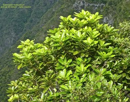 Sideroxylon borbonicum. bois de fer bâtard.natte coudine.sapotaceae .endémique Réunion;P1770623