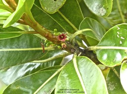 Sideroxylon borbonicum .bois de fer bâtard .natte coudine.(avec  fleur) sapotaceae.endémique Réunion;P1770675