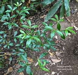 Toddalia asiatica.liane patte poule.rutaceae.indigène Réunion.P1770884