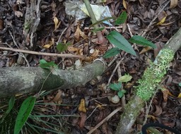 Trichosandra borbonica - Liane noire, liane de lait - APOCYNACEAE - Endémique Réunion - DSC01194
