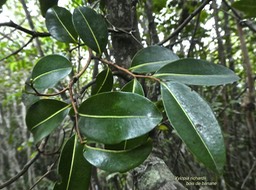 Xylopia richardii. bois de banane. annonaceae. endémique Réunion Maurice.P1770799