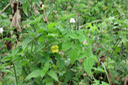 4 Herbe bourrique (4 pétales, jaunes) et Herbe le rail (fleur blanche)