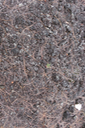 41 Lichen fleur de roche et tapis d'aiguilles de Filaos sur lave aa