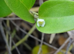 Fleur de la liane d'amarrage - Cocculus orbiculatus - MENISPERMACEAE - Pantropicale