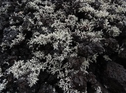 Lichen Fleur de roche - Stereocaulon vulcani - STEREOCAULACEAE