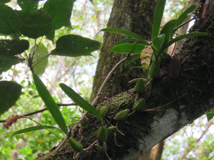 11. Bulbophyllum occultum - EPIDENDROIDEAE - Indigène Réunion IMG_2351.JPG