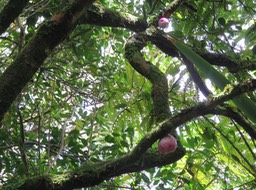 12. Fruits de Syzygium cymosum  IMG_2352.JPG
